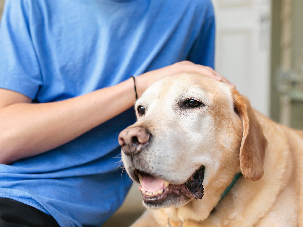 Man petting his senior Lab dog on the porch.