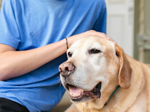 Man petting his senior Lab dog on the porch.