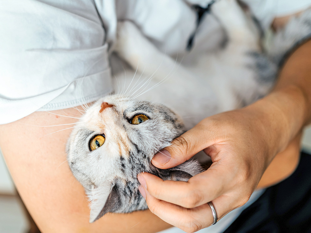 Pet parent holding cat in their arms.