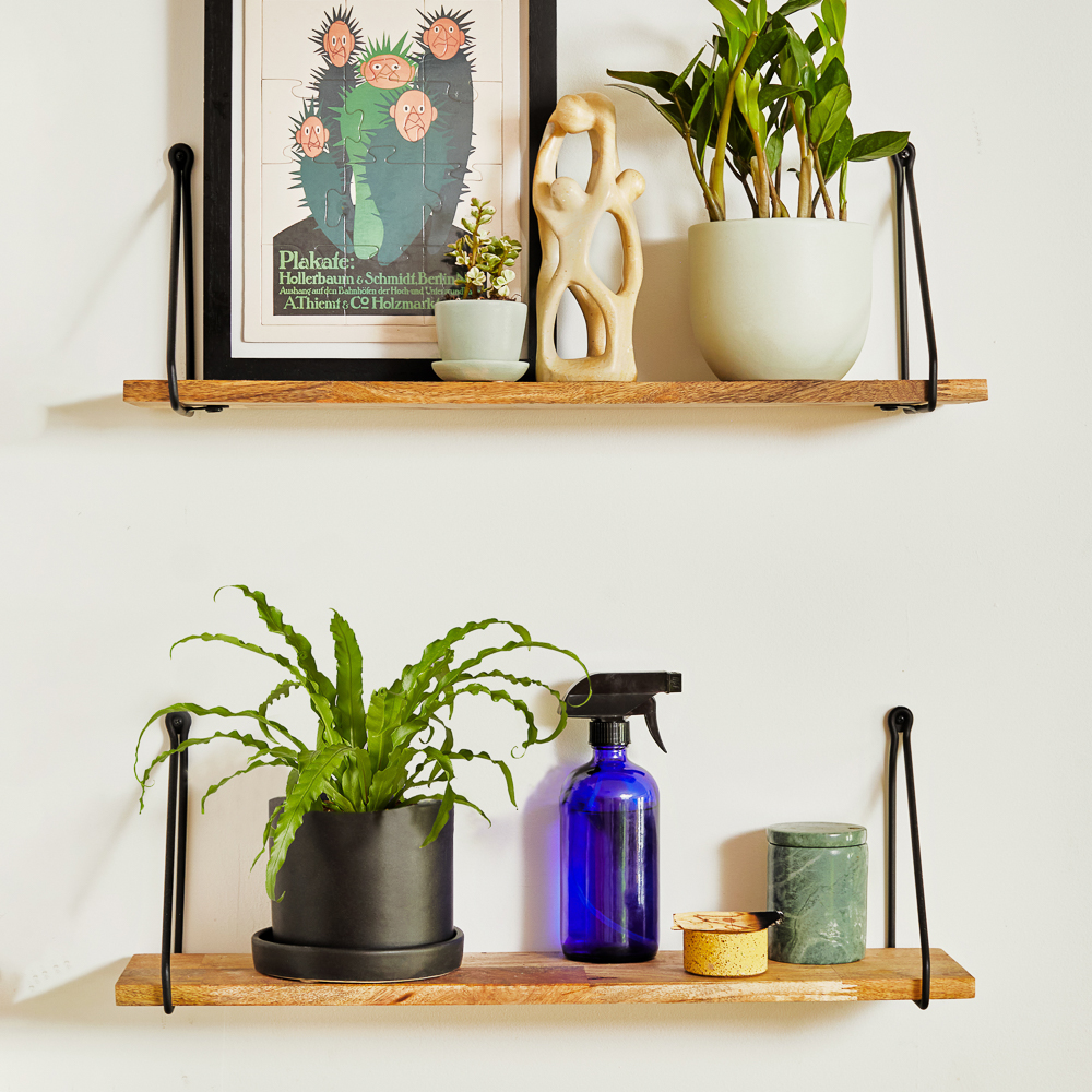 Birds Nest Fern - The Sill