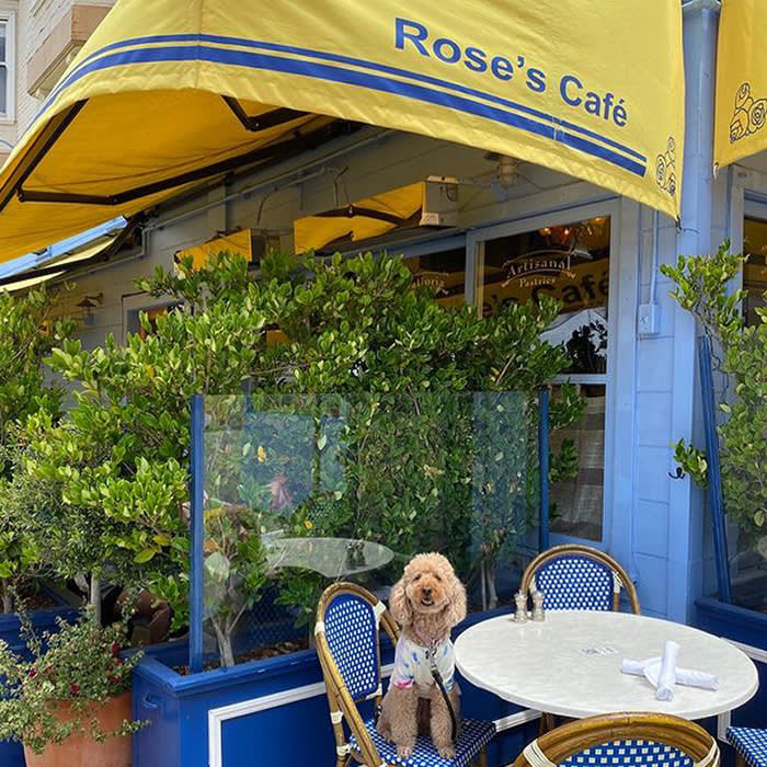 a dog sitting on a chair outdoors at Rose's Cafe