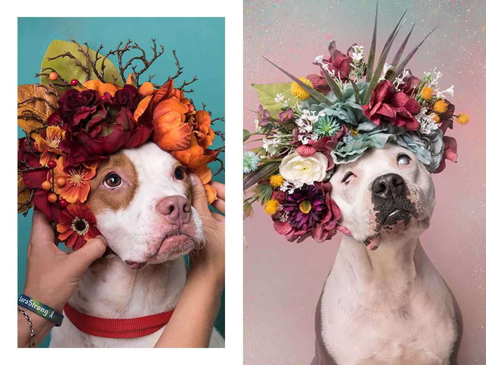 pit bull flower power sophie gamand