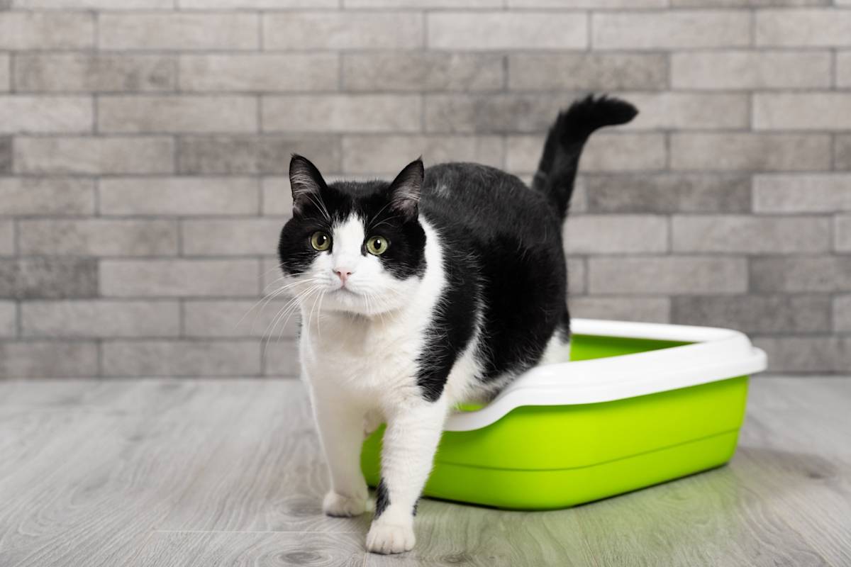 black and white cat stepping out of a green litter box