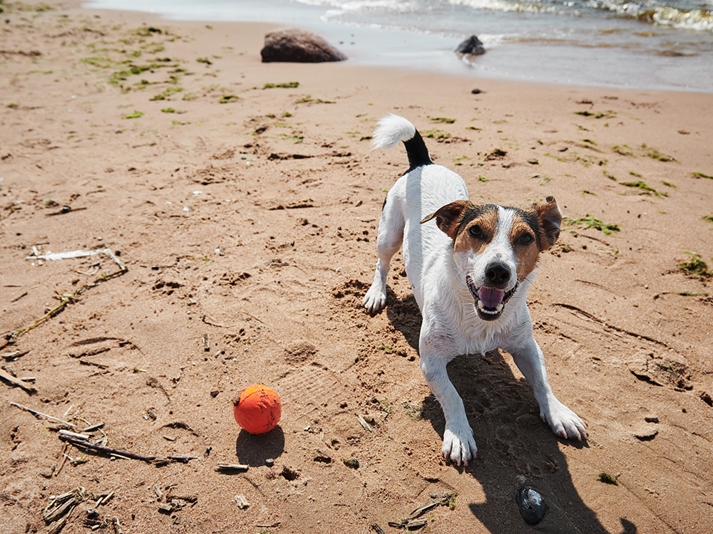 Dog playing with orange ball toy at the beach on a sunny day