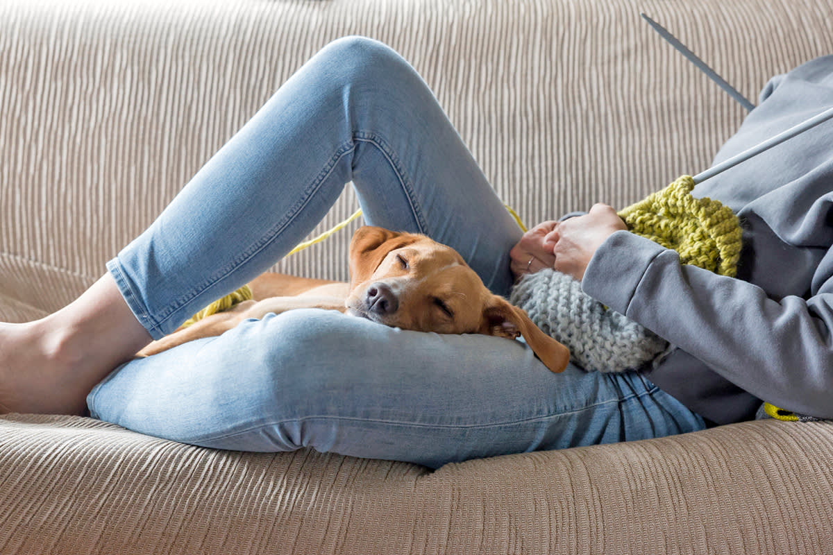 a dog lies on a person's legs