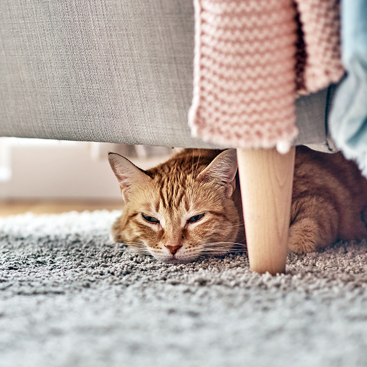 Sad orange cat hiding under a chair at home.