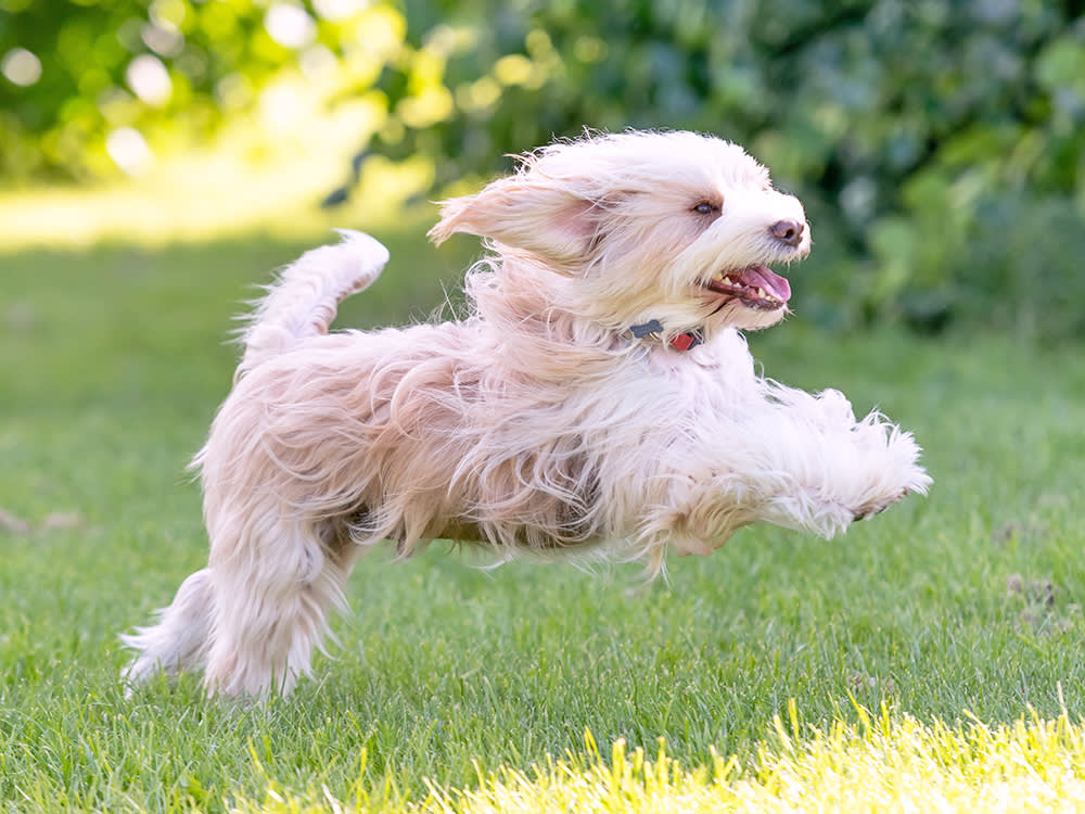 Cute dog jumping around outside.