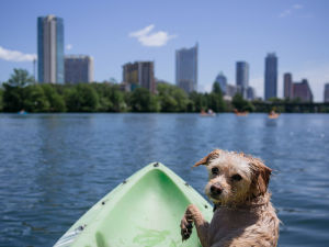 A dog on a kayak in Austin, Texas with a view of the city in the background. 