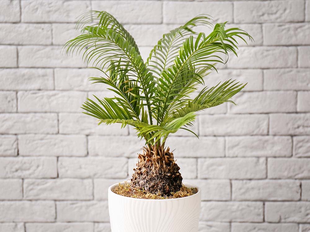 A Sago Palm in a white pot against a grey brick background