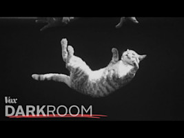 Why a cat always lands on its feet
