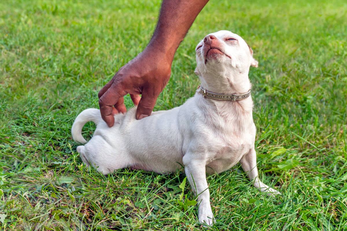 Person scratching dog's butt