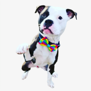 dog wearing rainbow bow tie