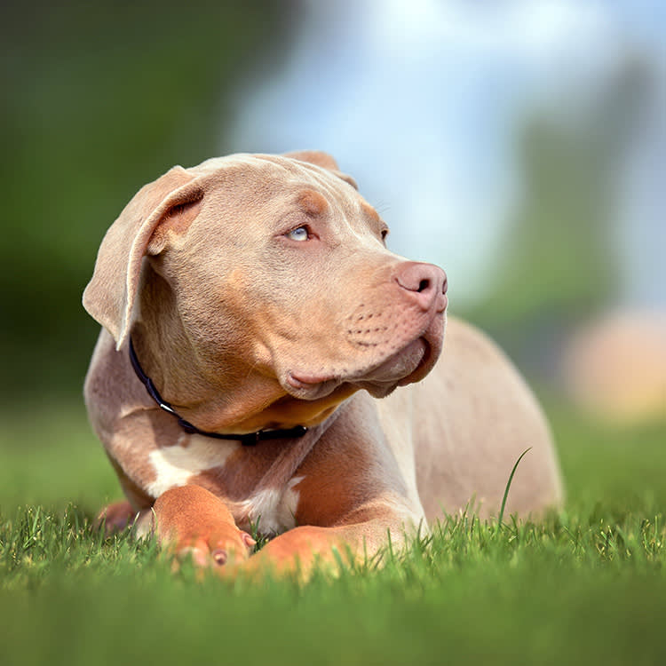 xl bully dog lies in the grass in the sun