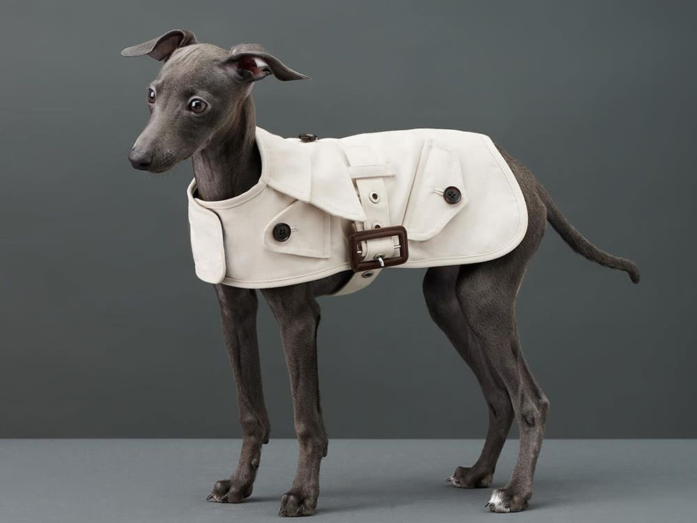 Dog wearing a khaki trench coat on a dark gray background