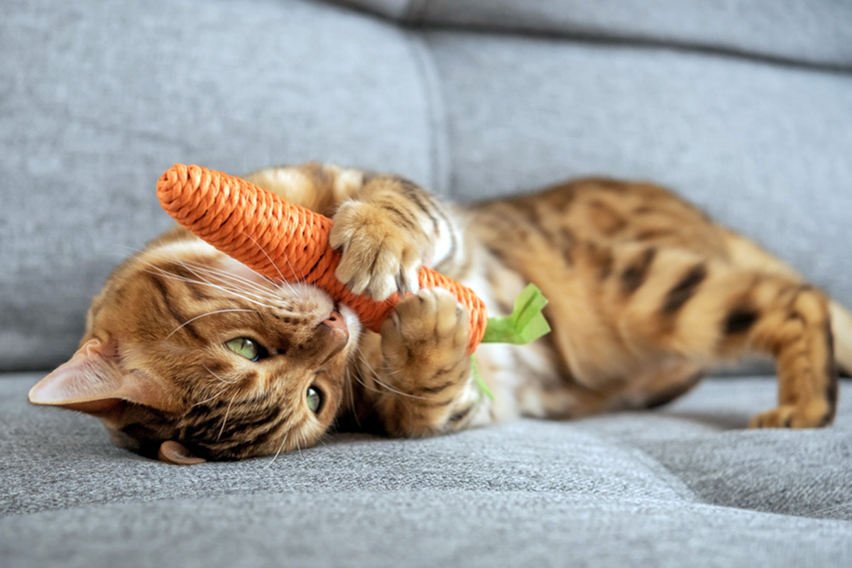 orange cat playing with carrot toy
