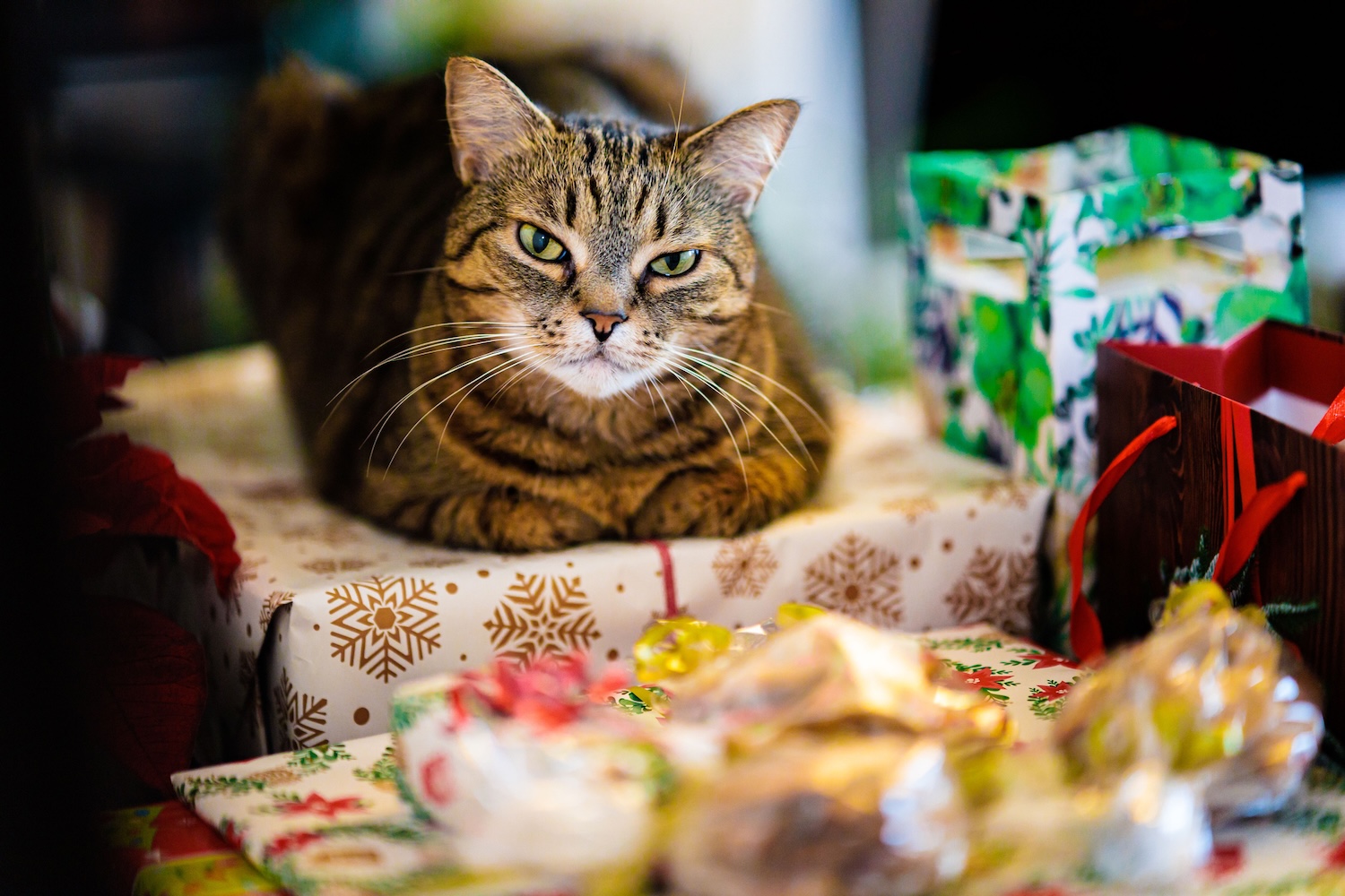 a picture of a grumpy looking tabby cat sitting on a pile of festive gifts