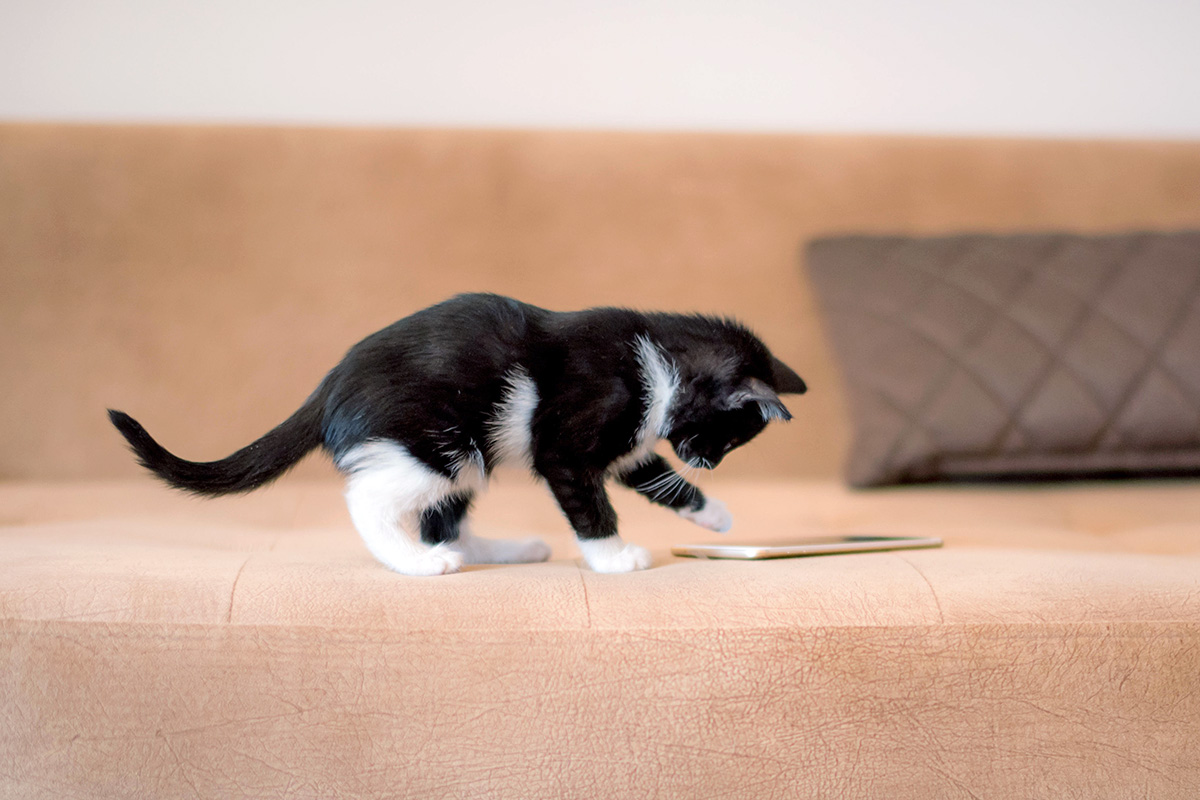 Tuxedo cat kitten tapping a cell phone