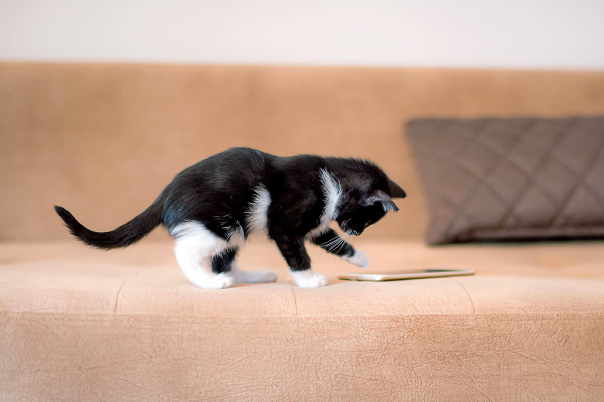 Tuxedo cat kitten tapping a cell phone