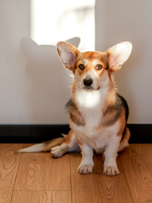 Corgi sitting in the sun indoors