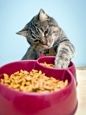 Cat playing with its dry food at home.