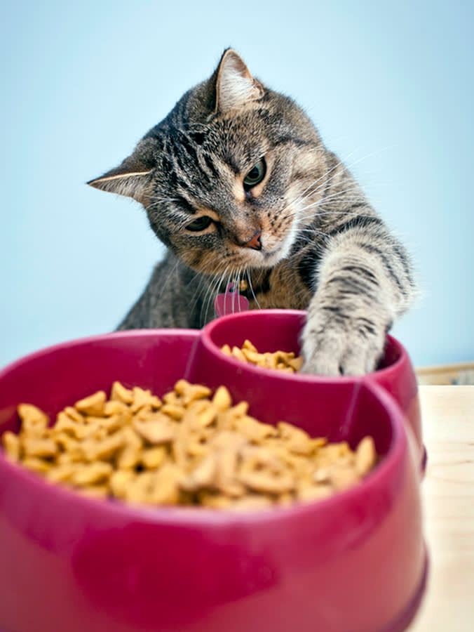 Cat playing with its dry food at home.