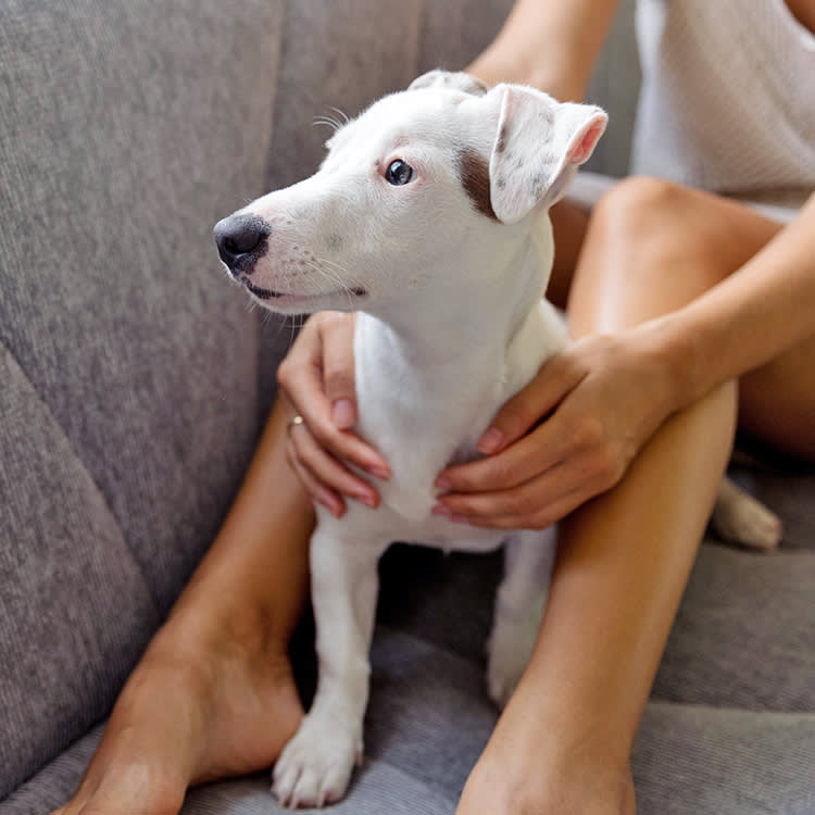 Woman sitting on couch with a scared, white dog.