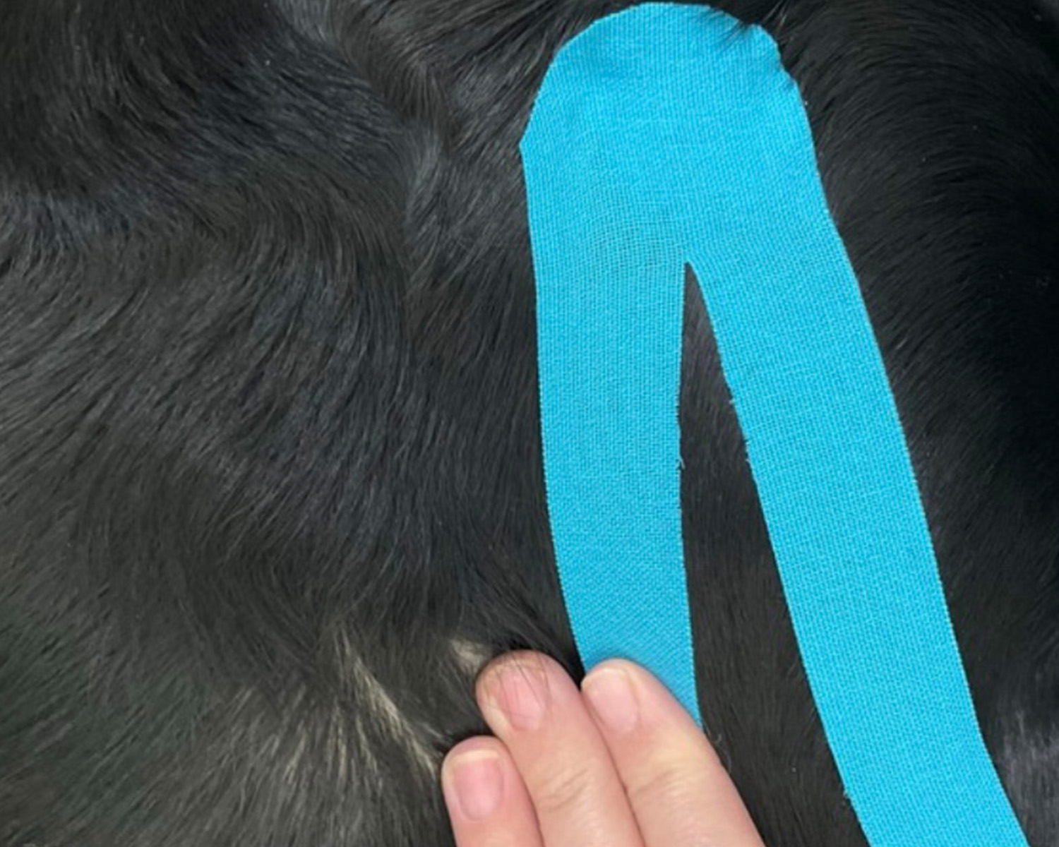 k-tape for dogs