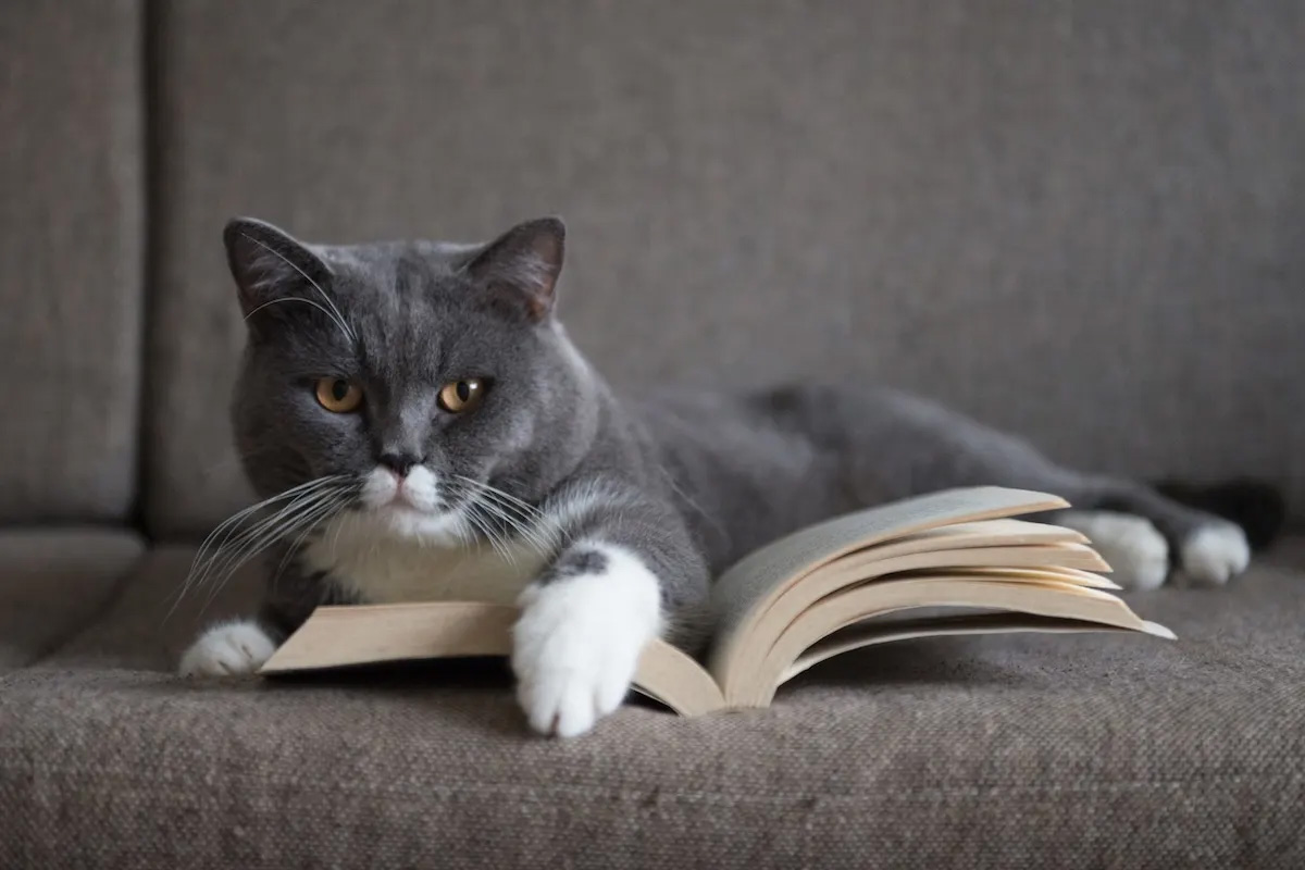 A grey cat sits with an open book.