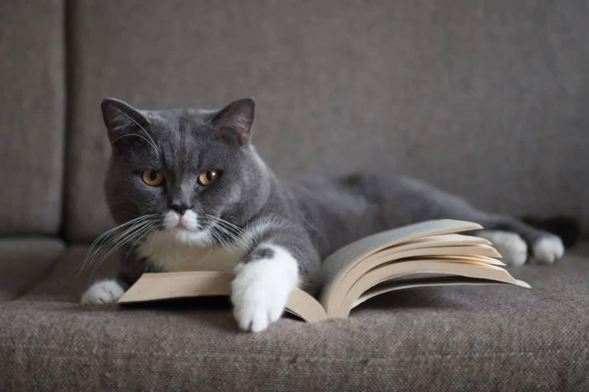 A grey cat sits with an open book.