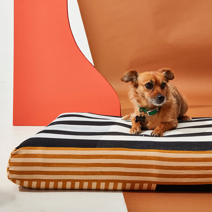 dog on a striped bed