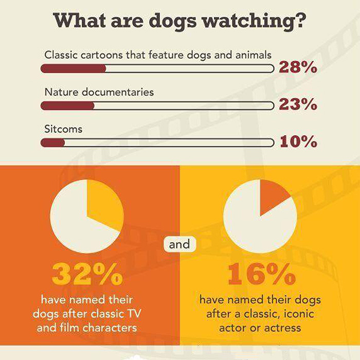 ACANA graphic What are dogs watching?