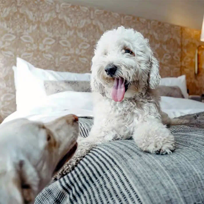 two dogs hang out on a bed at Downtown LA Proper Hotel