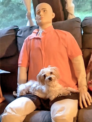 Cute white dog with his emotional support life size doll.