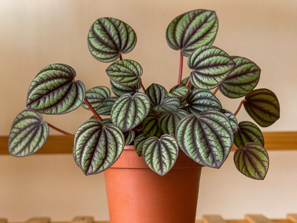peperomia plant in plain pot