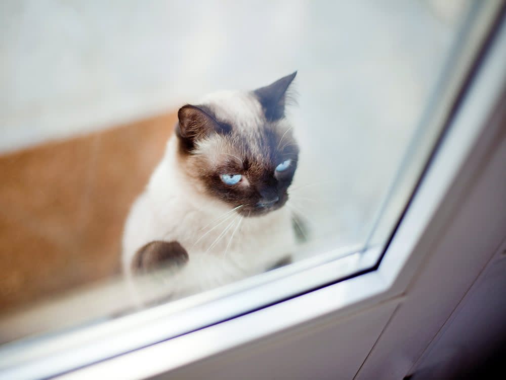 Cat waiting outside the front doors of a house.