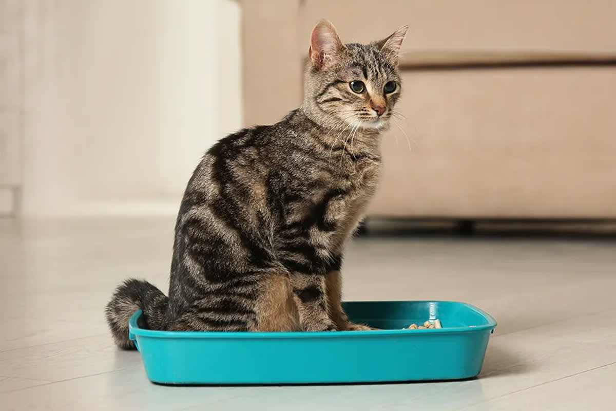 Cat in a litter box