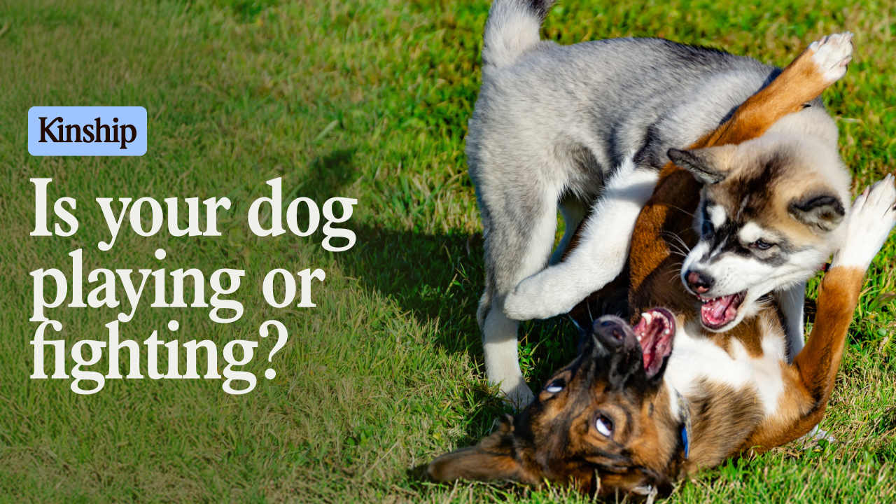 Is Your Dog Playing or Fighting?