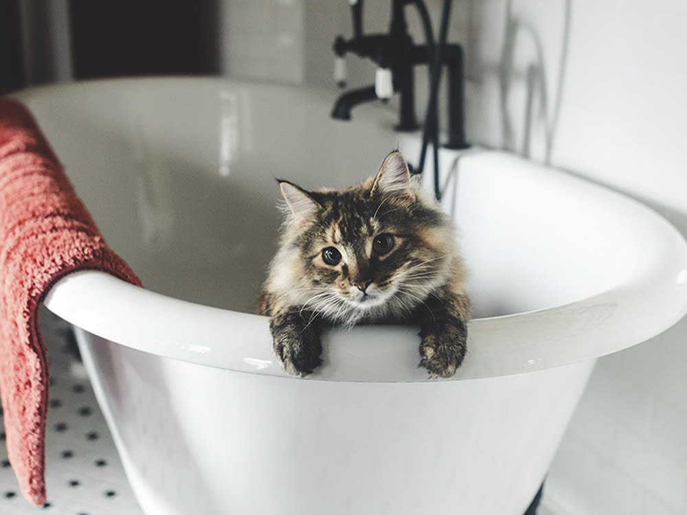 A fluffy cat sitting in a white bathtub. 