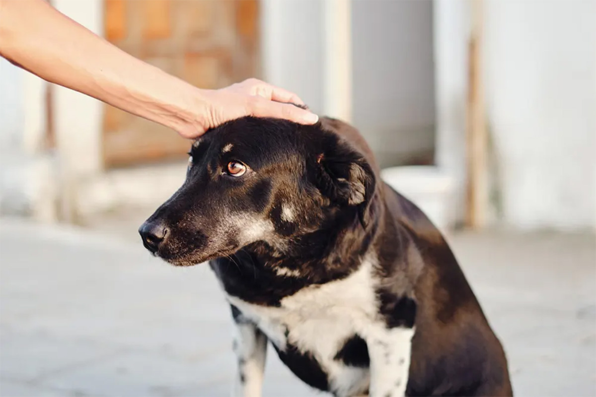 Person petting an uncomfortable looking dog