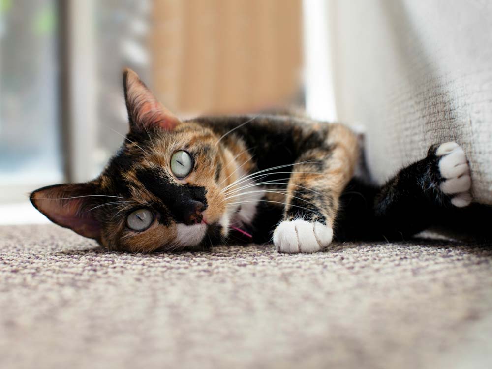 A cute calico cat laying on the floor with eyes wide open. 