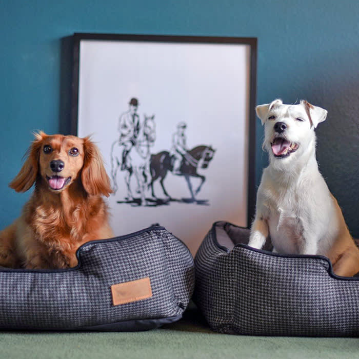 two dogs pose in dog beds at Palihouse
