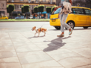 Woman walking her dog in New York City.