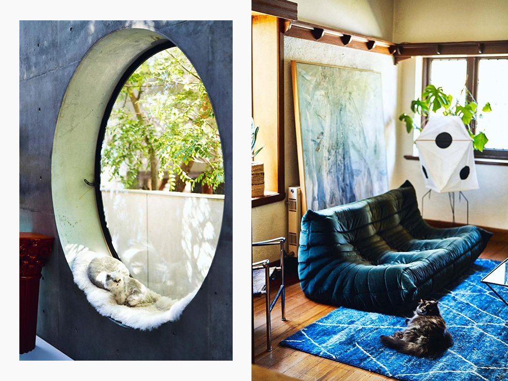 a page from Where They Purr