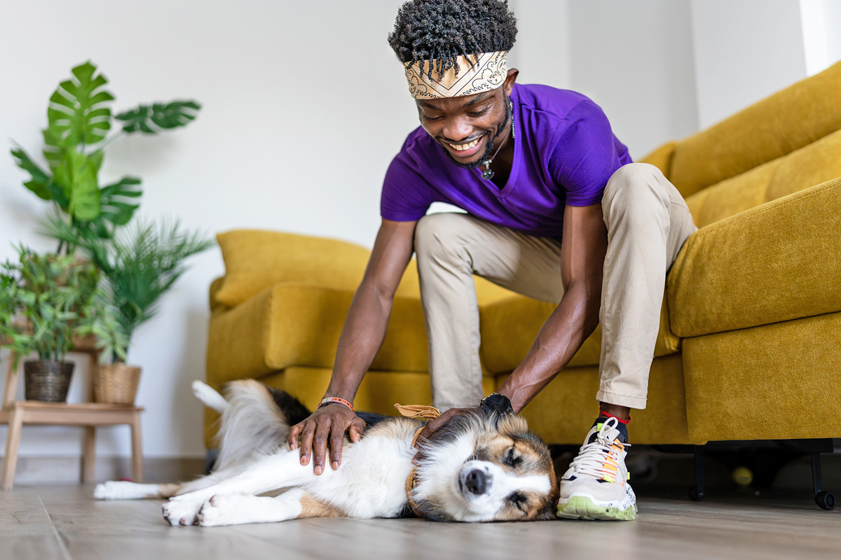 Dog sleeping while a person pets them