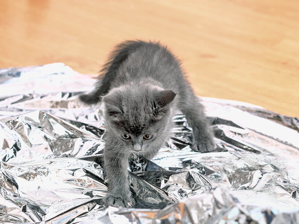 A grey kitten walks over some tinfoil