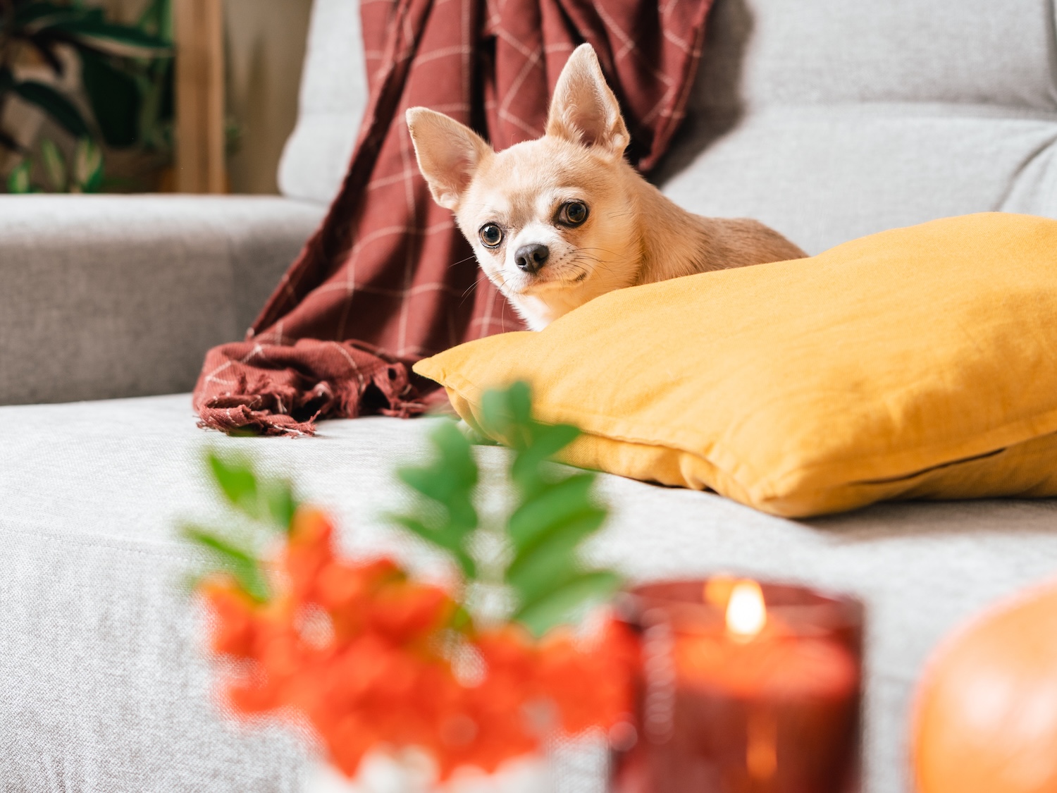 a picture of q chihuahua looking timidly at a candle