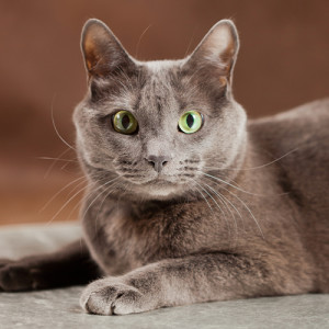 russian blue cat