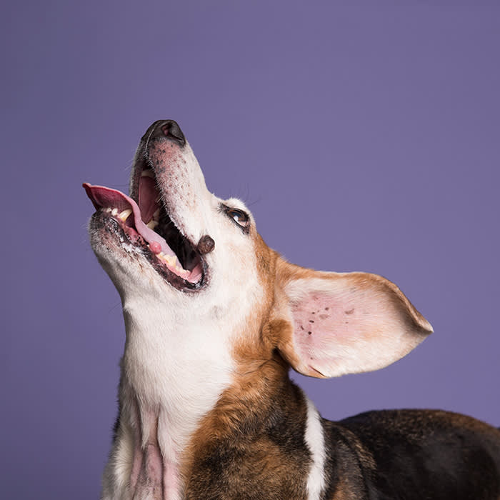 a dog looks up in front of a purple backdrop
