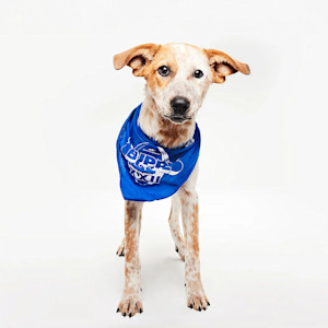 For 2026, Puppy Bowl will be a three-hour canine sports event featuring a record-breaking 150 rescue dogs from 72 shelters across the United States, Puerto Rico, and the British Virgin Islands.