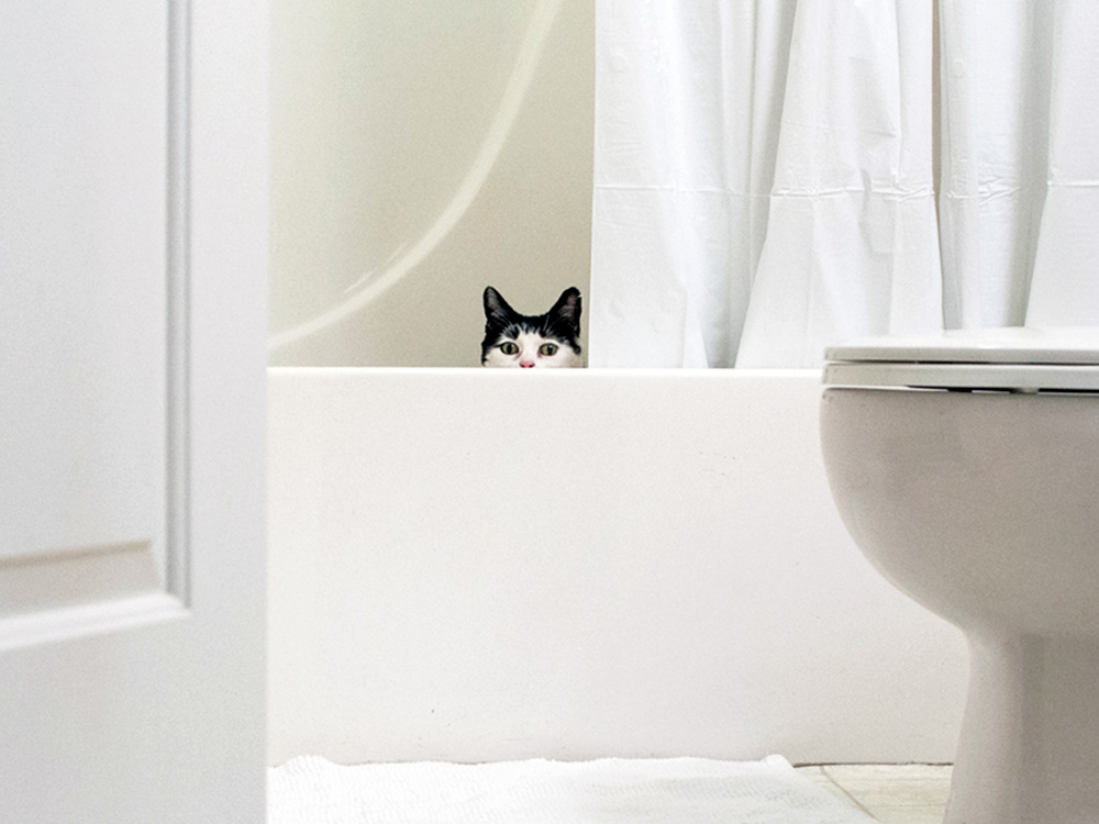 Sneaky cat hiding in the bathtub in a bathroom at home.